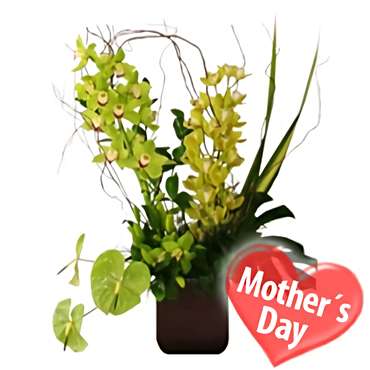 Orchids for Mom